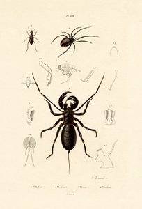 Scorpione frusta